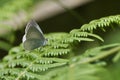 A pretty Holly Blue Butterfly Celastrina argiolus perching on a bracken leaf. Royalty Free Stock Photo