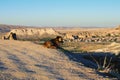 Pretty homeless dog is resting and watching to the scenic landscape of typical geologic formations in Cappadocia. Royalty Free Stock Photo