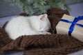 A pretty, homely, quiet kitten sleeps by the Rogers tree on a knitted blanket, Royalty Free Stock Photo