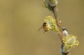 A Honey Bee Apis mellifera collecting pollen from the Goat Willow or Willow, Salix caprea, tree.