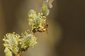 A Honey Bee, Apis mellifera, collecting pollen from the Goat Willow or Willow, Salix caprea, tree.