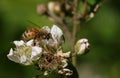 A pretty Honey Bee, Apis mellifera, nectaring on a blackberry flower.