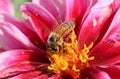 A pretty Honey Bee Apis mellifera nectaring on a Dahlia flower.