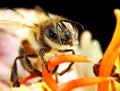 Close up Honey Bee covered in Pollen