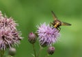 A pretty Hornet Mimic Hoverfly, Volucella zonaria, nectaring from a thistle flower growing in a meadow. Royalty Free Stock Photo