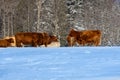 Pretty horse on a Canadian farm in winter Royalty Free Stock Photo