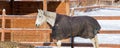 Pretty horse on a Canadian farm in winter Royalty Free Stock Photo