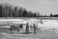 Pretty horse on a Canadian farm