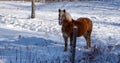 Pretty horse on a Canadian farm in winter Royalty Free Stock Photo