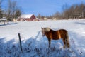 Pretty horse on a Canadian farm in winter Royalty Free Stock Photo