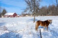 Pretty horse on a Canadian farm in winter Royalty Free Stock Photo