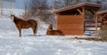 Pretty horse on a Canadian farm in winter Royalty Free Stock Photo