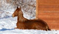 Pretty horse on a Canadian farm in winter Royalty Free Stock Photo