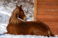 Pretty horse on a Canadian farm in winter Royalty Free Stock Photo