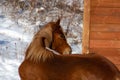 Pretty horse on a Canadian farm in winter Royalty Free Stock Photo