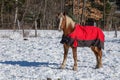 Pretty horse on a Canadian farm in winter Royalty Free Stock Photo