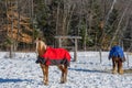 Pretty horse on a Canadian farm in winter Royalty Free Stock Photo