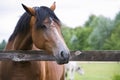 Pretty horse on a farm Royalty Free Stock Photo