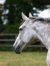 Pretty Horse Head Royalty Free Stock Photo