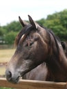 Pretty Horse Head Royalty Free Stock Photo