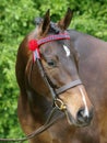 Pretty Horse Head Shot Royalty Free Stock Photo