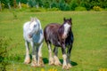 Pretty horse in a Quebec farm