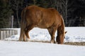 Pretty horse in a Quebec field in the Canadian winter Royalty Free Stock Photo