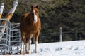 Pretty horse in a Quebec field in the Canadian winter Royalty Free Stock Photo