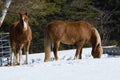 Pretty horse in a Quebec field in the Canadian winter Royalty Free Stock Photo