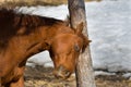 Pretty horse in a Quebec field in the Canadian winter Royalty Free Stock Photo