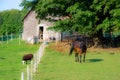 Pretty horse and sheeps on a Canadian farm