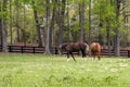 Pretty Horses