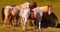 Pretty horses around their hay bale.