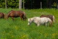 Pretty horses on a Canadian farm