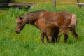 Pretty horses on a Canadian farm