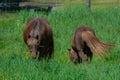 Pretty horses on a Canadian farm