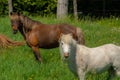 Pretty horses on a Canadian farm