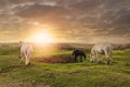 Pretty horses in a green field at sunset. Dark and moody atmosphere. Open field with the sun over horizon. Equine industry