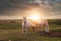 Pretty horses in a green field at sunset. Dark and moody atmosphere. Open field with the sun over horizon. Equine industry