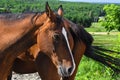 Pretty horses in a Quebec farm in Canadian