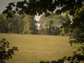 The pretty house in the meadow