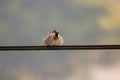 Pretty house sparrow standing on electric cable