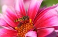 A pretty Hoverfly, flower fly, or syrphid fly, Syrphidae, nectaring on a Dahlia flower.