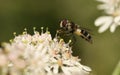 A pretty Hoverfly Leucozona laternaria nectaring on a pretty wildflower in the UK countryside.