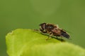 A pretty Hoverfly, Syrphidae, perching on a leaf in the UK. Royalty Free Stock Photo