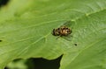 A pretty Hoverfly, Syrphidae, perching on a leaf in the UK in spring.