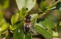 A cute Hoverfly, Syrphidae, perching on a leaf warming up in the spring sunshine.