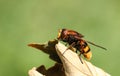 A beautiful Hoverfly, Volucella zonaria, perching on a leaf in a meadow in the UK.