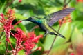 Pretty hummingbird flying and feeding on a red tubular flower in a garden