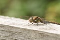 A hunting female Common Darter Dragonfly Sympetrum striolatum perched on a wooden fence.